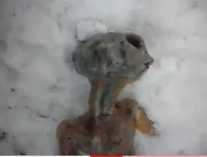 Alien encontrado en Siberia ¿verdad o mentira?