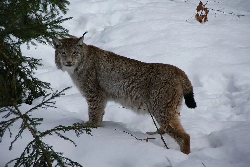 lince rojo