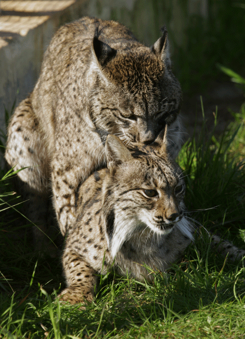 lynx