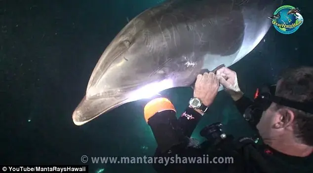 El increible caso del delfin rescatado por buzos