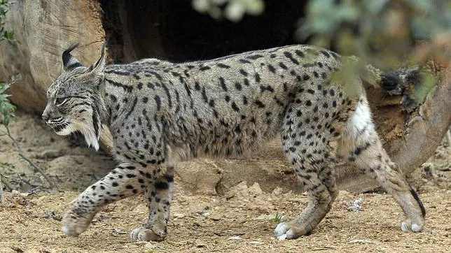 Lince Iberico