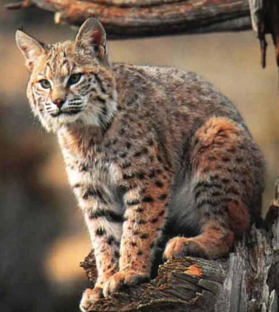 lynx