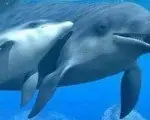 El Delfin: su ficha animal