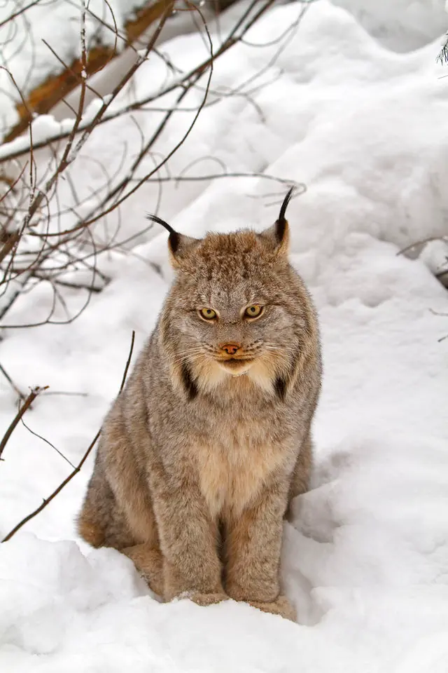 lynx