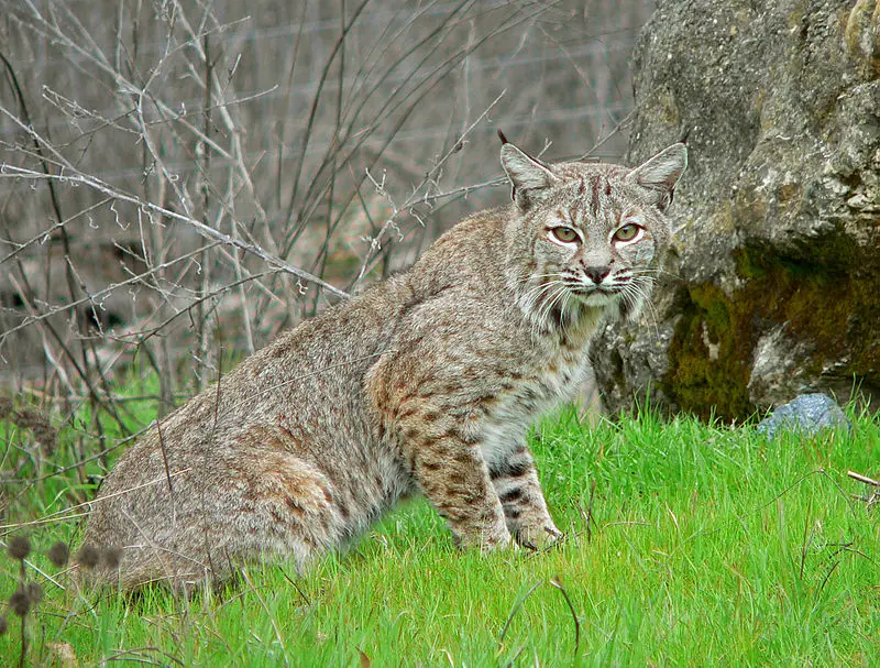 Lince Iberico