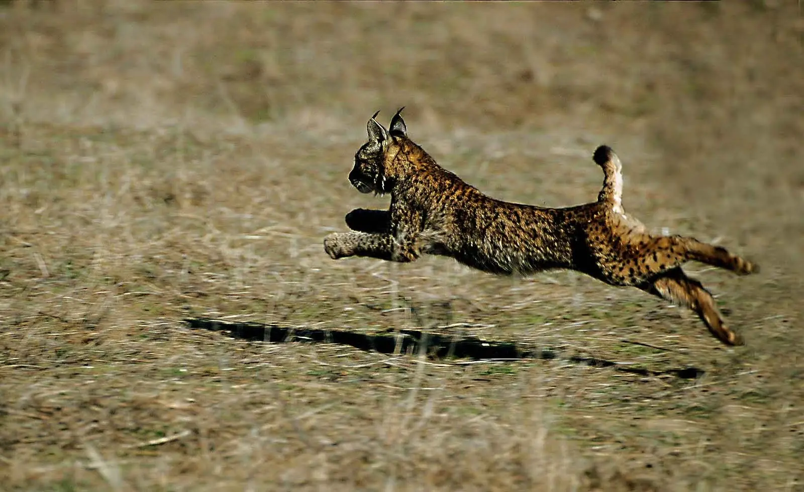 lynx