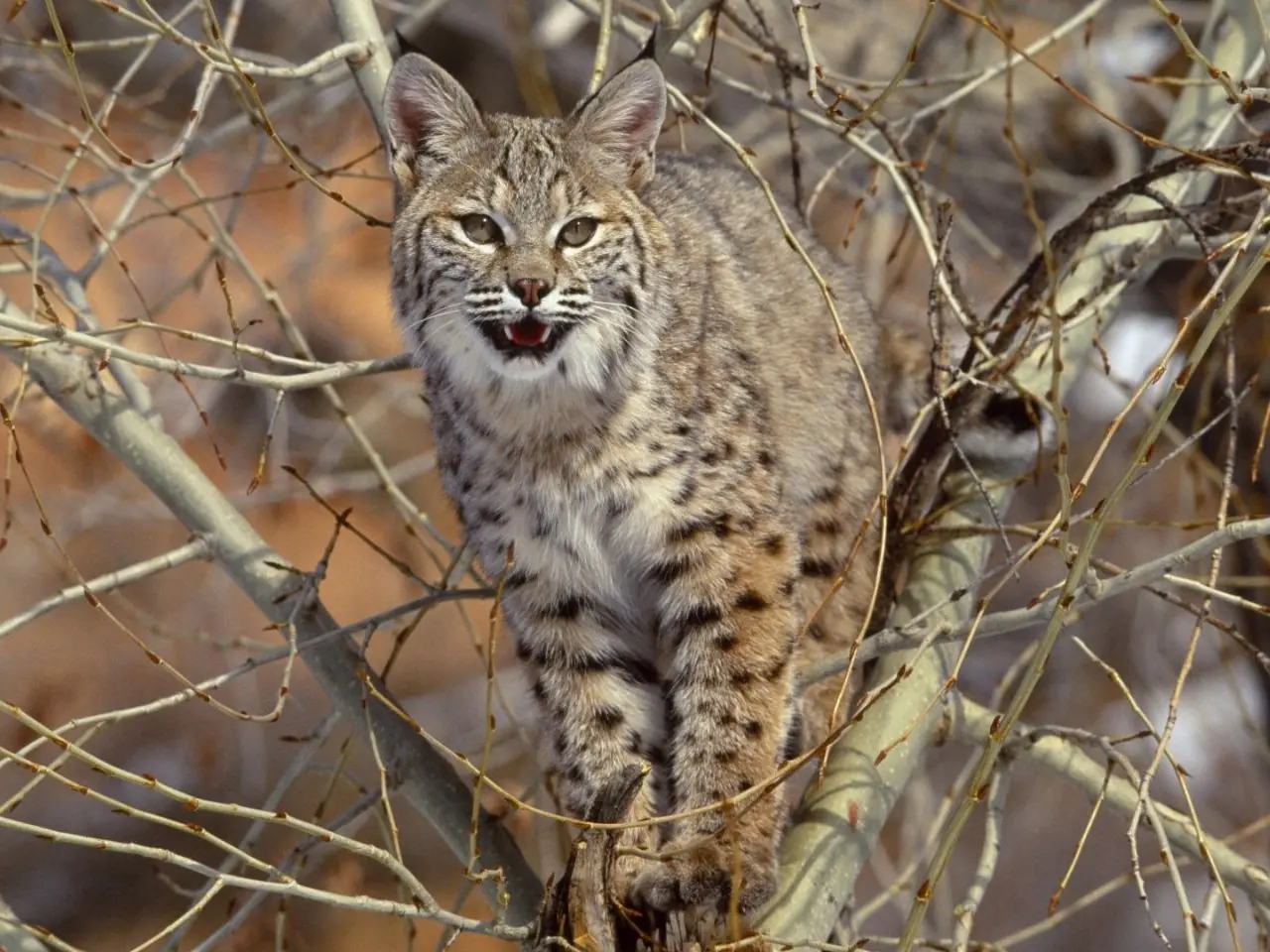 Todo sobre el Lince (Pasa Maquinola)