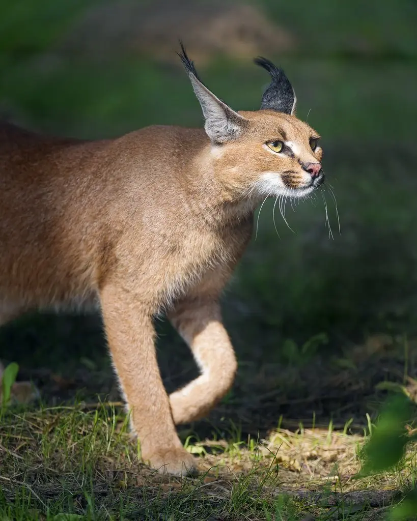 Todo sobre el Lince (Pasa Maquinola)