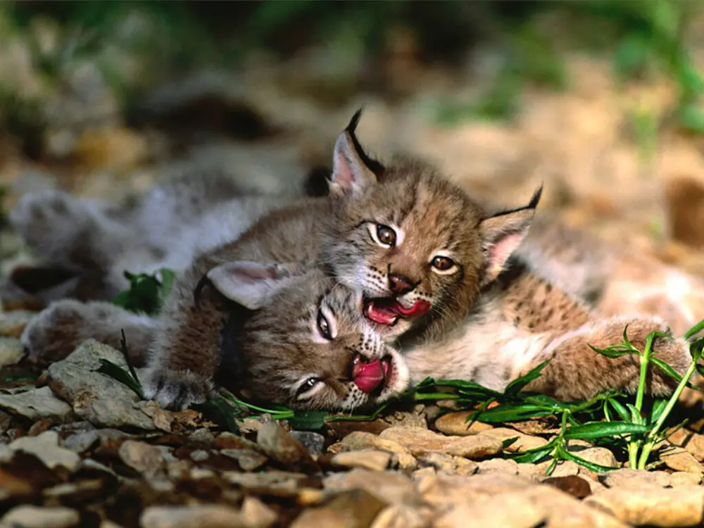 Todo sobre el Lince (Pasa Maquinola)