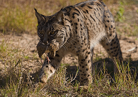 Lince Iberico