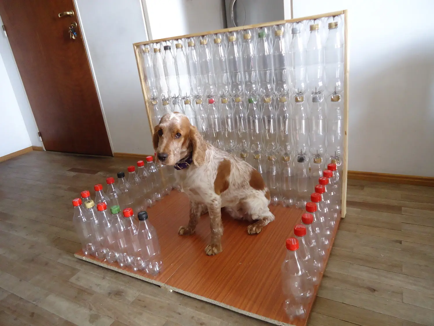 cuchas de perros