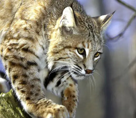 lince