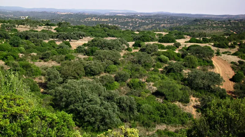 lince rojo