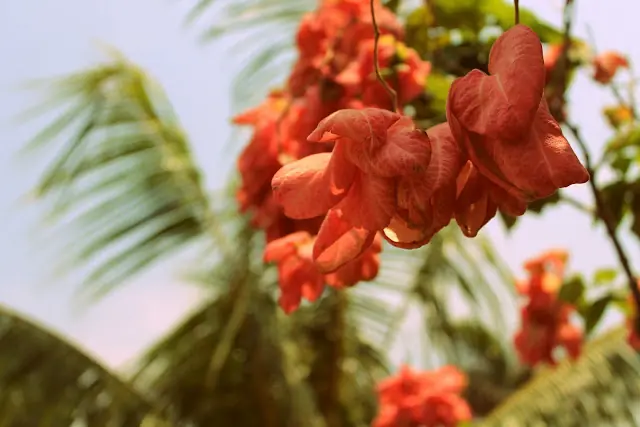 La tierra de mi abuela, Nicaragua- Fotos