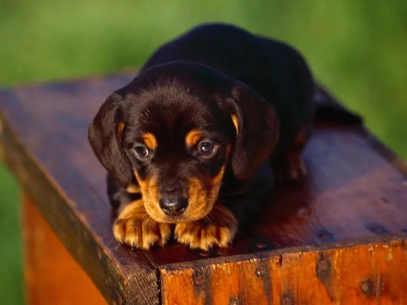 poema de un perro.