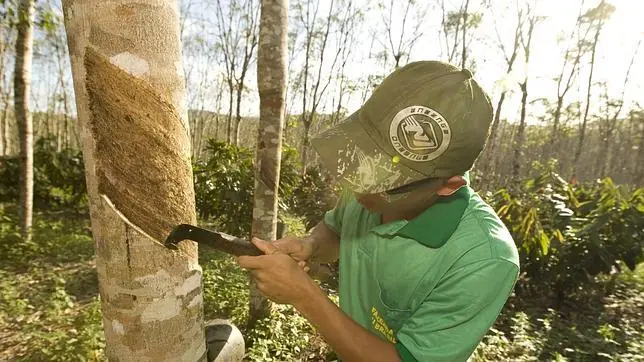 Asia-Pacífico está fallando en detener la deforestación,