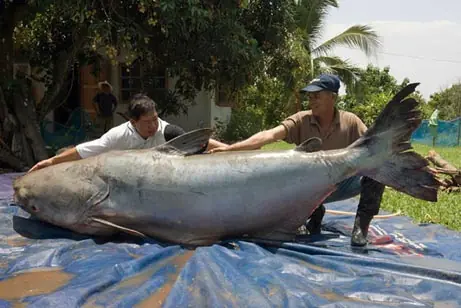 Pez gato gigante del río Mekong