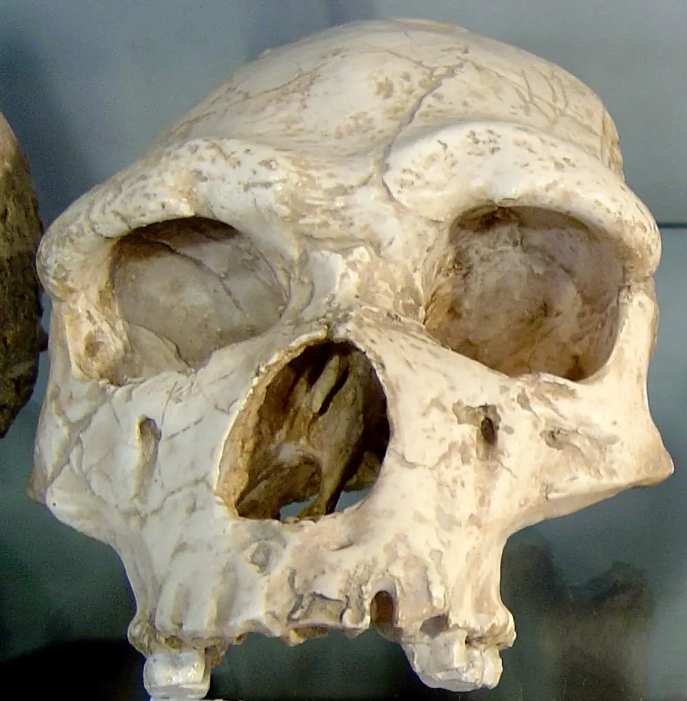 homo sapiens