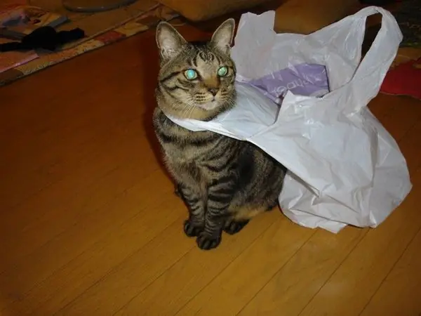 gatitos