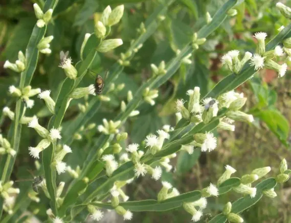 PLANTAS MEDICINALES