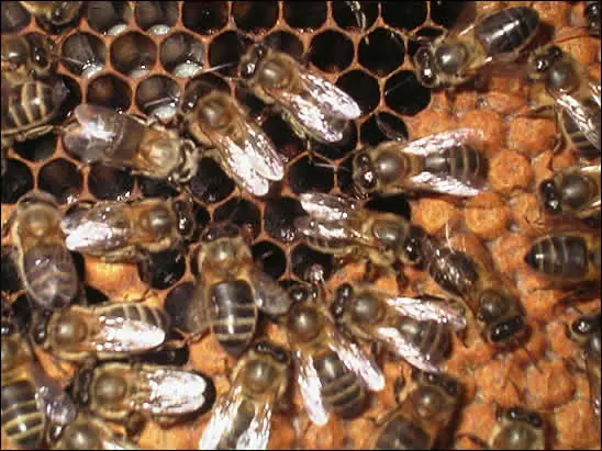 Telefonos moviles=abejas muertas :o