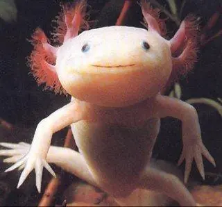animal exotico