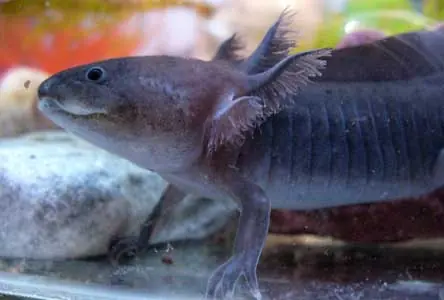 peces