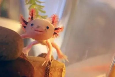 ambystoma mexicanum