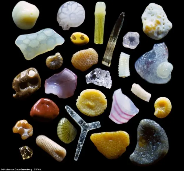 microscopio