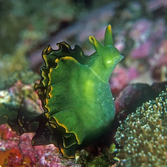 Mitad animal, mitad planta