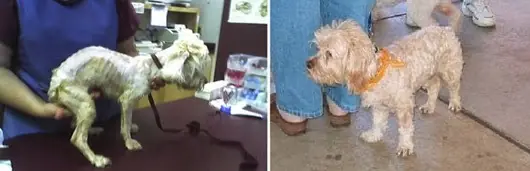 mascota