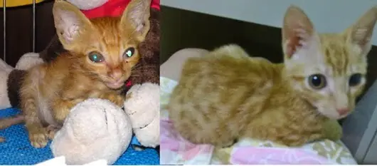 mascota
