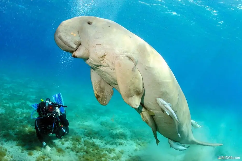 animales impresionantes