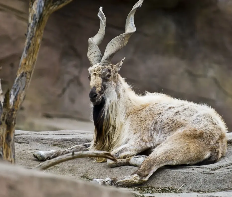 22 Animales impresionantes que podrían extinguirse