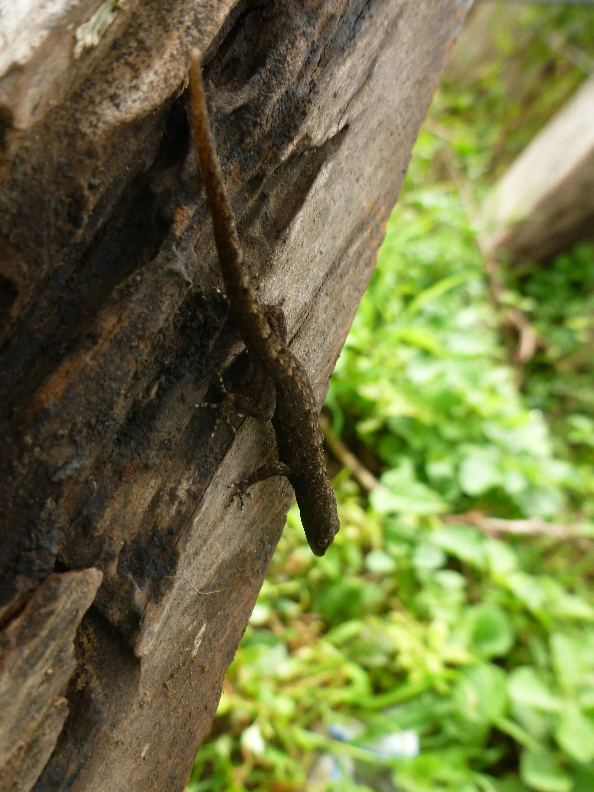 Algunas fotos que tome a la fauna colombina