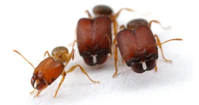 Tené, hormigas abominables.