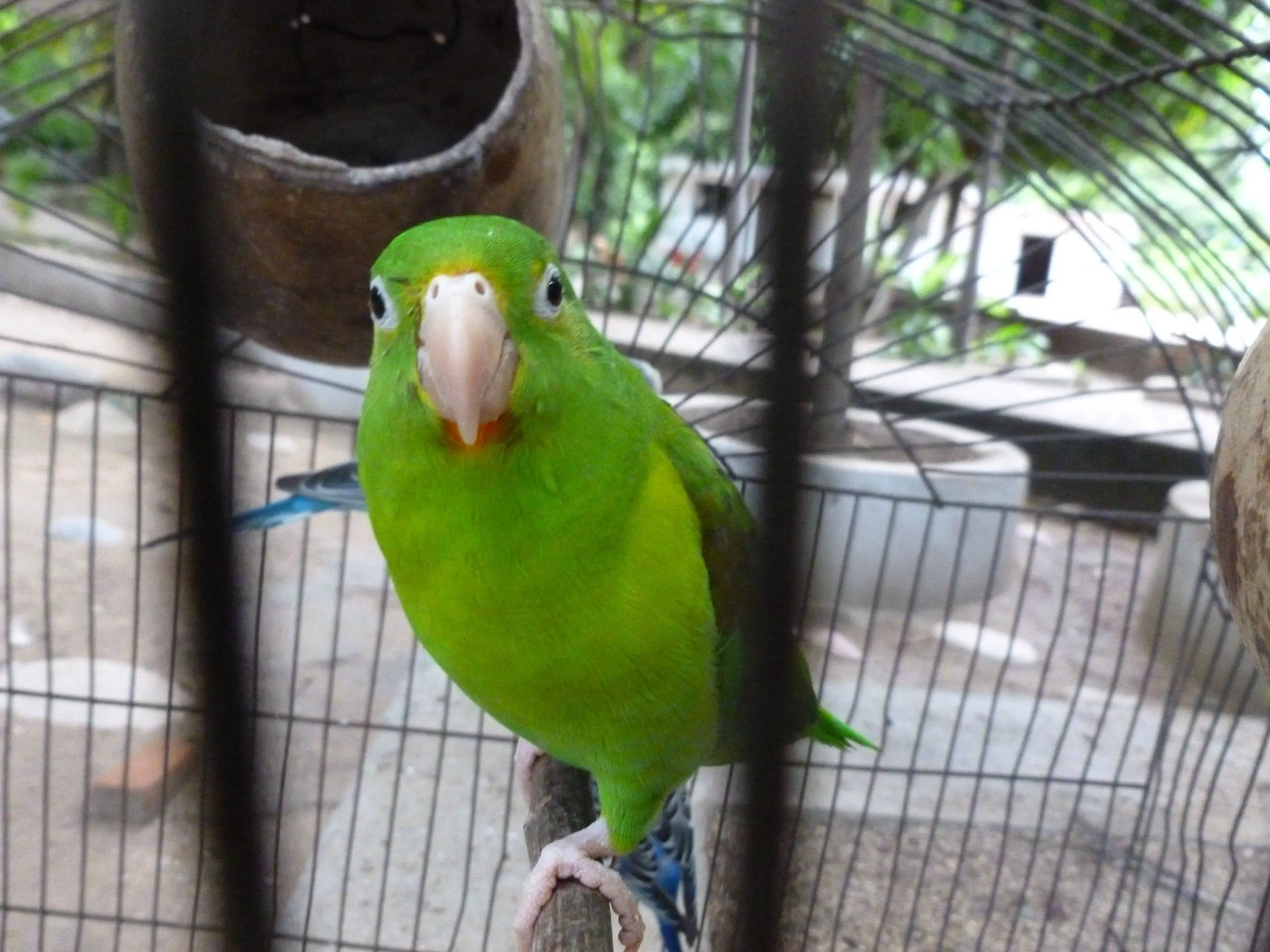 Camara