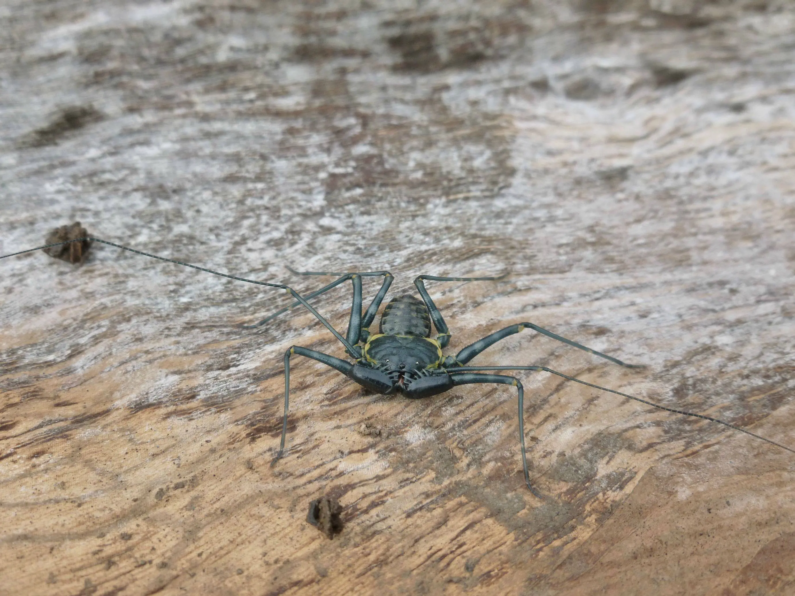 Algunas fotos que tome a la fauna colombina