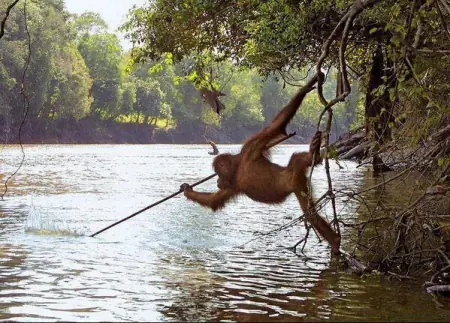 El Orangután que aprendió a pescar