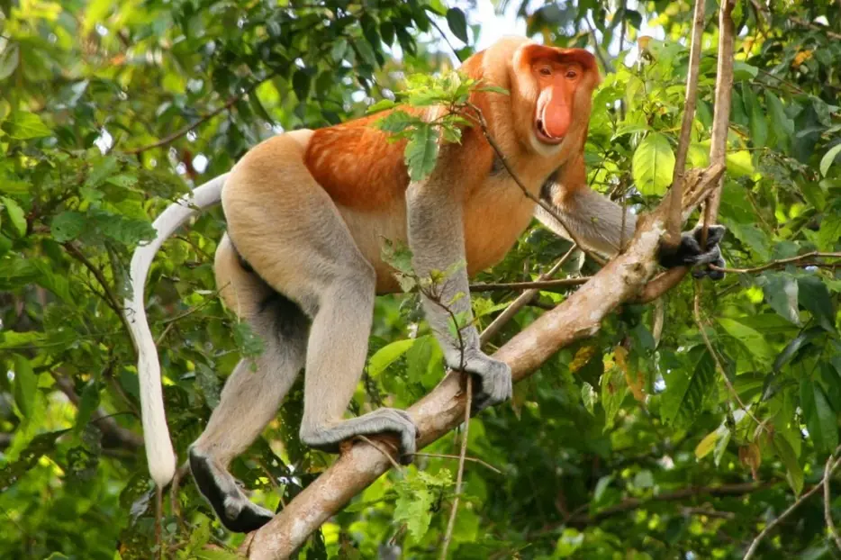 22 Animales impresionantes que podrían extinguirse