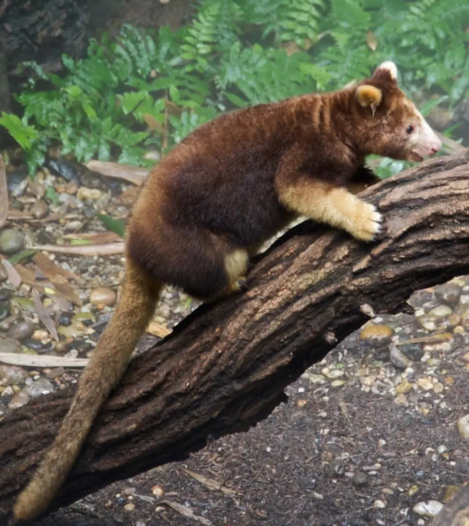 animales impresionantes