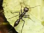insectos