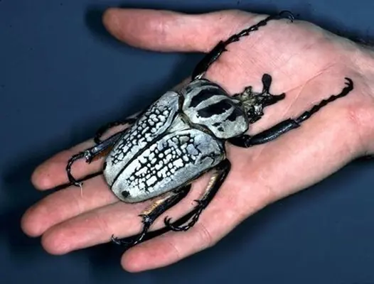 mantis