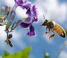 ¿Que pasaria si las abejas desaparecieran?