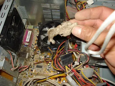 Ram