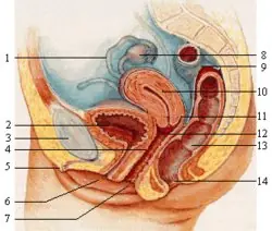 ¿Qué es la Vagina?