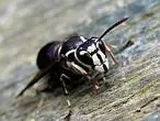 picadura