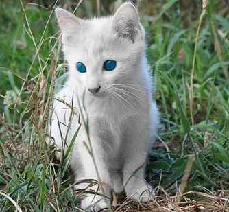 quisiera ser un gatito