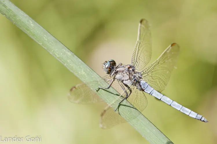 insectos