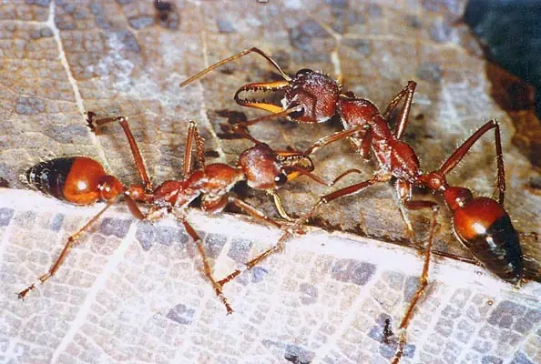 etcétera